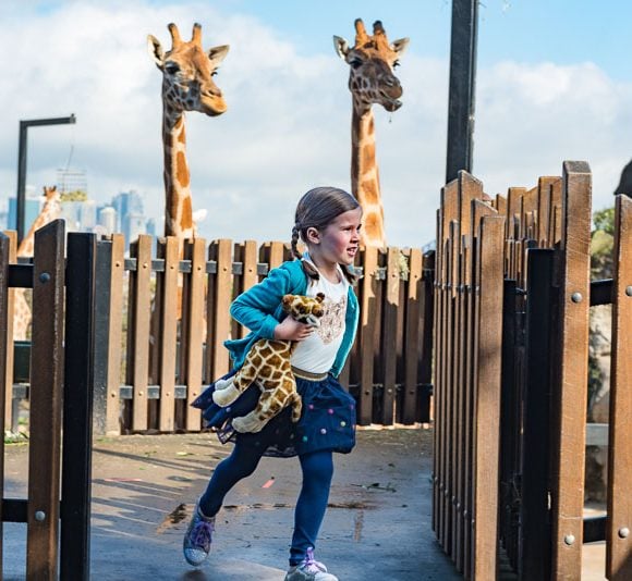 girl actress at Taronga Zoo with giraffes